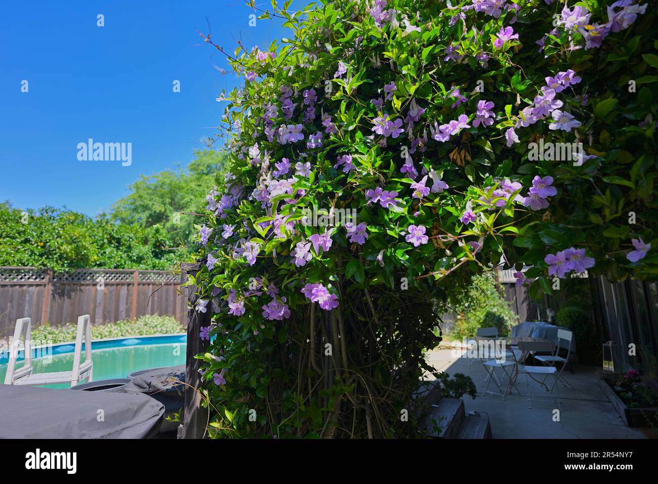 Hibiskussyriacusblüten in voller Blüte Stockfoto