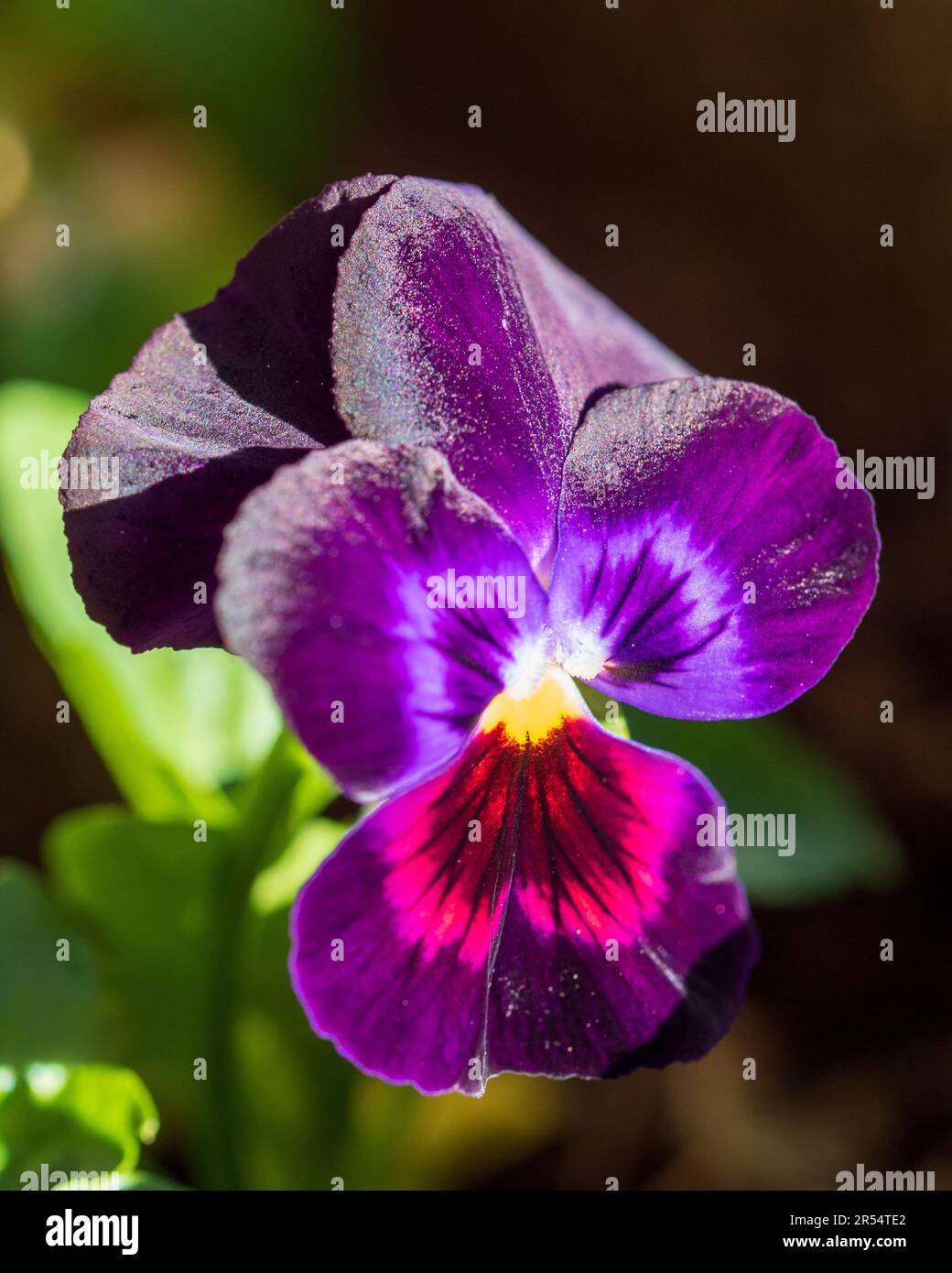 Violette, schwarze und magentafarbene Stiefmütterchenblume, glänzend fast metallisch im Sonnenlicht, gerade rechtzeitig, um dem Winter Farbe zu verleihen Stockfoto