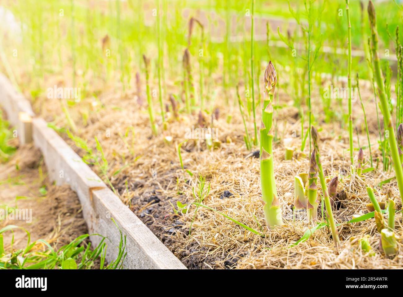 Essbare Spargelstangen wachsen im Gartenbett aus der Nahaufnahme Stockfoto