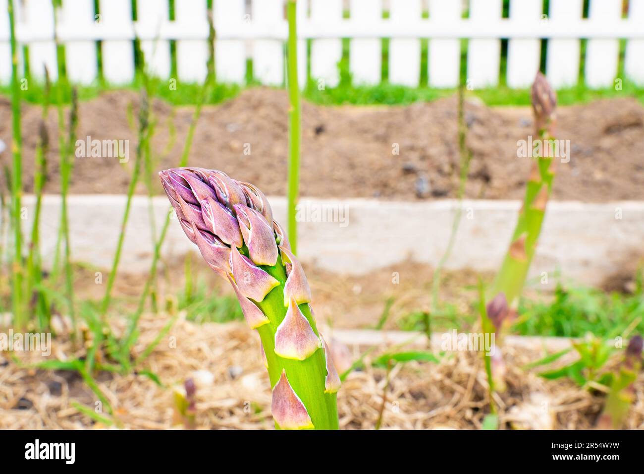 Die Spitze des Spargels bereitet sich auf die Blüte vor, Nahaufnahme Stockfoto