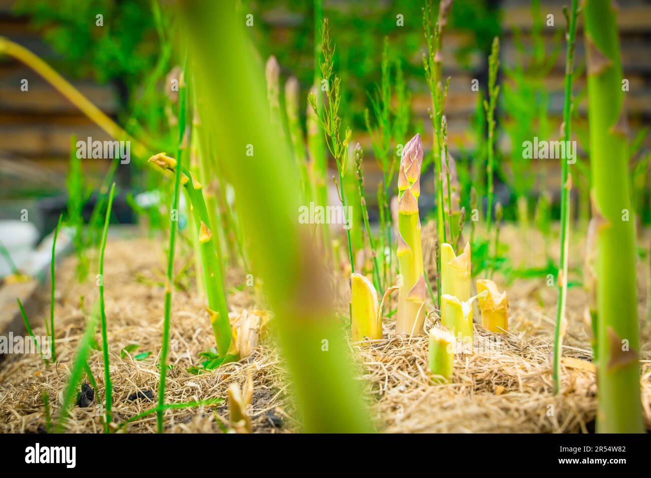 Grüner Spargel-Shoot wächst aus nächster Nähe.Anbau von gesundem Gourmet-Gemüse im Garten Stockfoto