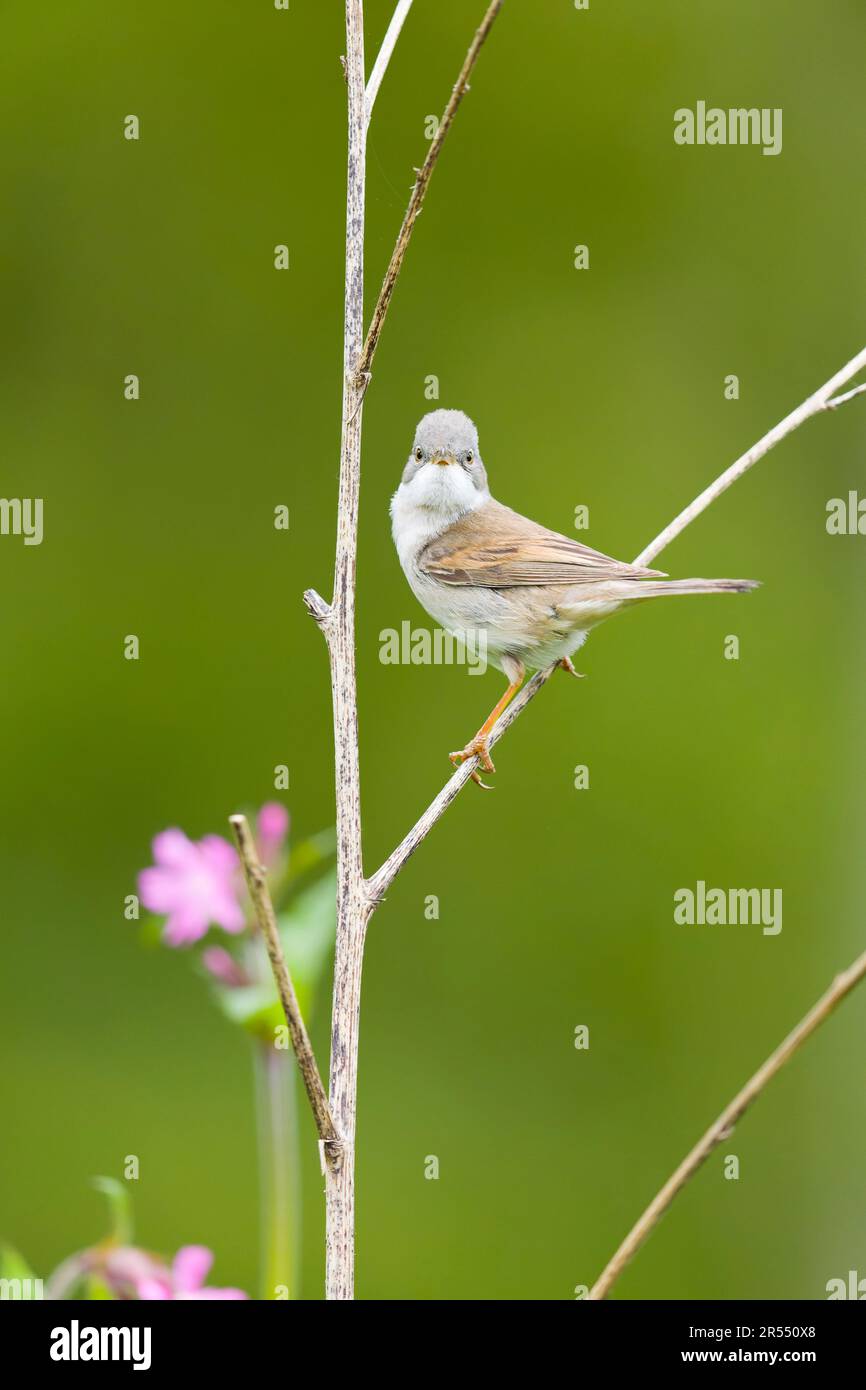 Weißer Hals Sylvia communis, männlicher Erwachsener auf dem Stamm, Suffolk, England, Mai Stockfoto