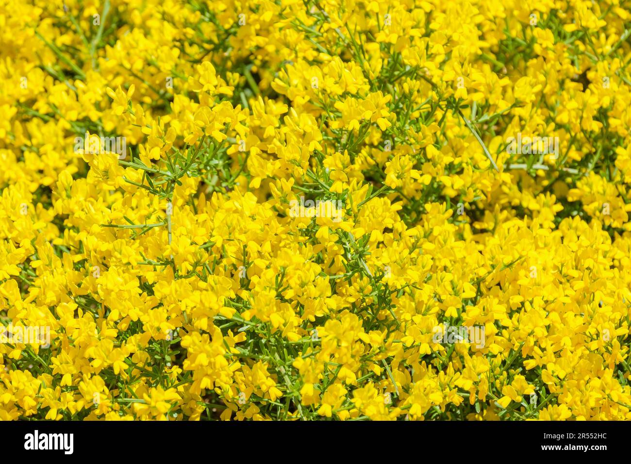 Genista lydia, Lydischer Besen, Zwergbesen, gewöhnliches Wadwaxen, Genista lydia Armreif, genista lydia SELECT, Zwergstrauch, gelbe erbsenartige Blumen Stockfoto