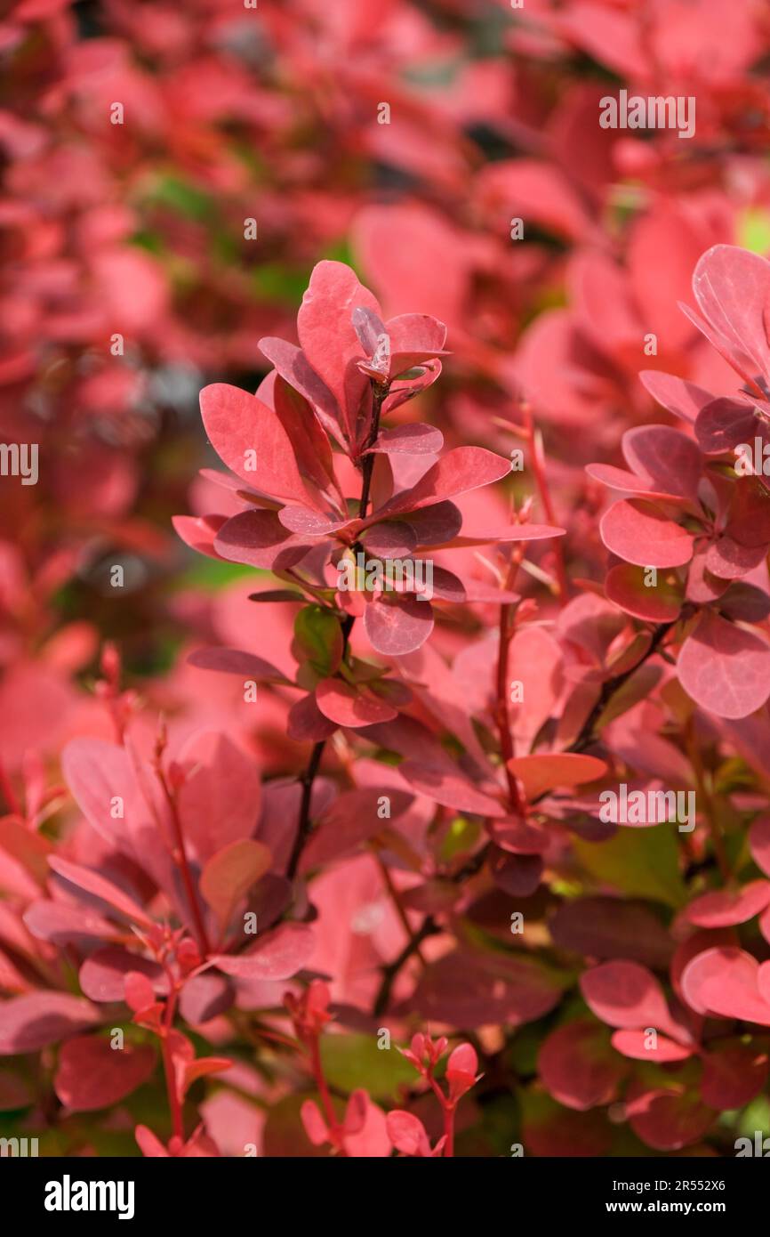 Berberis Thunbergii Orange Rocket, japanische Barberry, Thunbergs barbary Orange Rakete, Milchstrauch, korallenorange neue Blätter Stockfoto