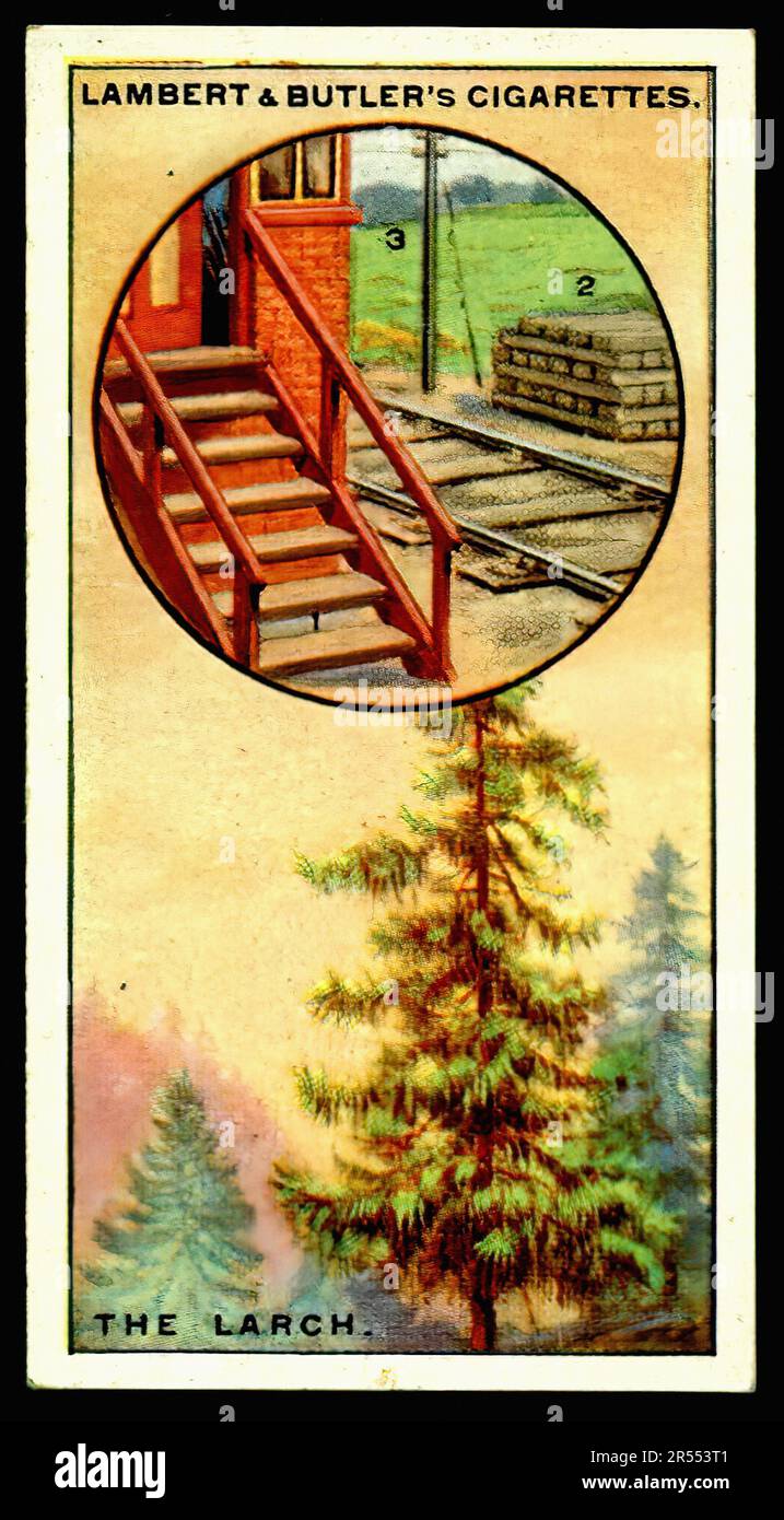 Britische Bäume, The Larch - Oldtimer-Zigarettenkarte Stockfoto