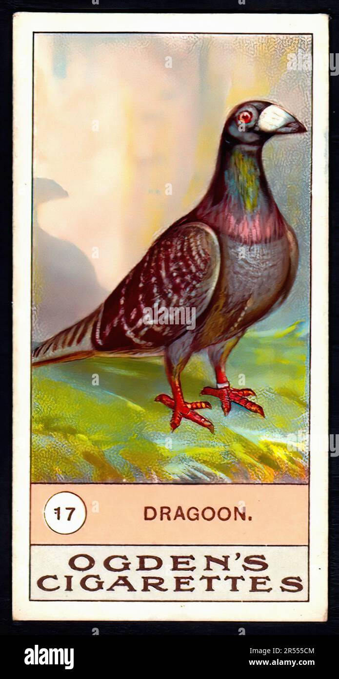 Dragoon Pigeon - Oldtimer-Zigarettenkarte Stockfoto