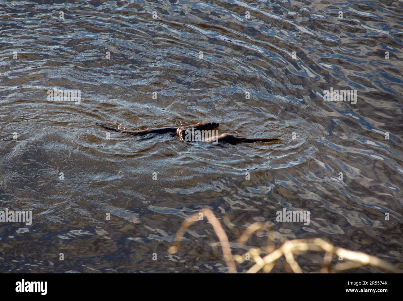 Willd Otter auf dem Fluss Tweed Stockfoto