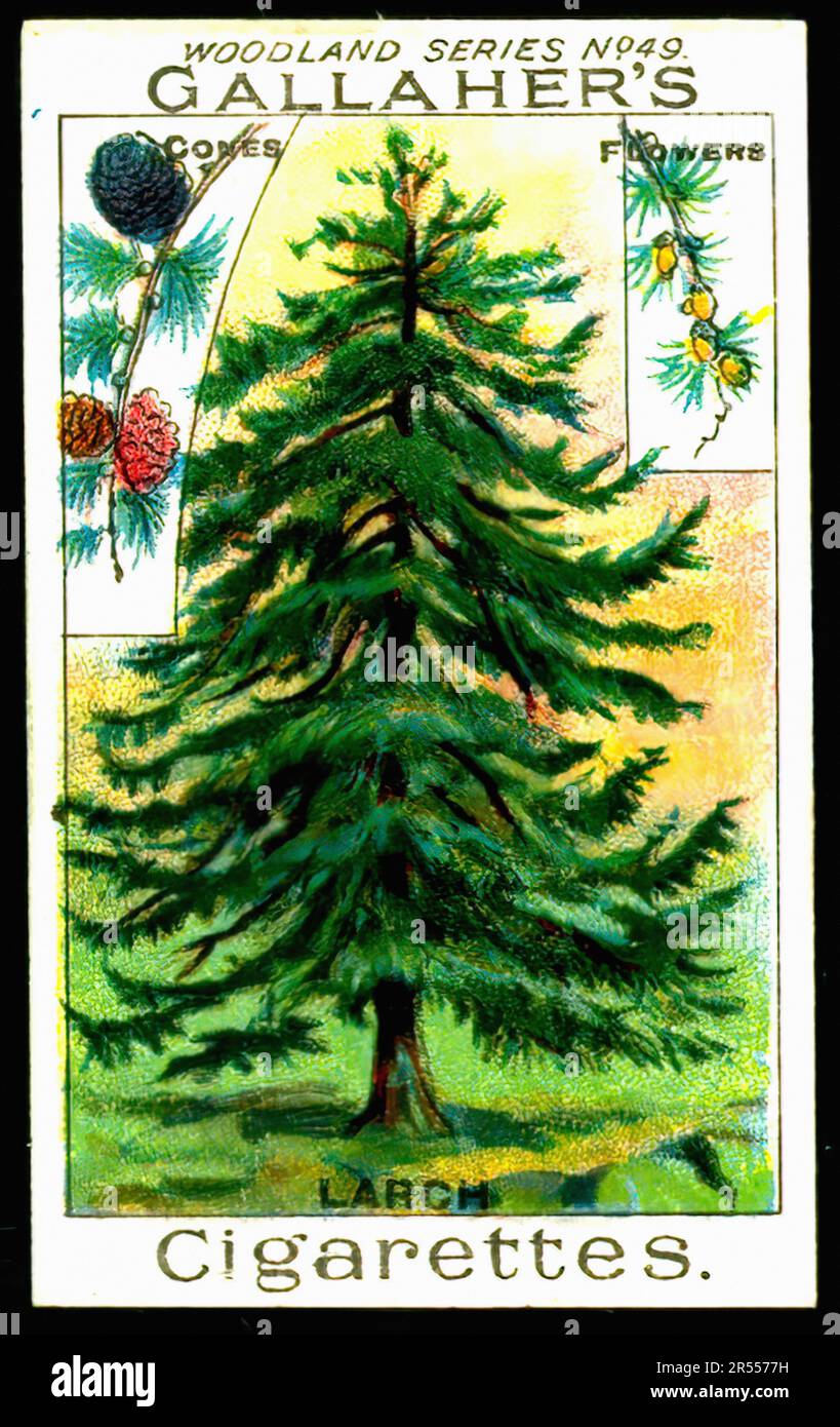 Lärchbaum - Zigarettenkarte Im Vintage-Stil Stockfoto