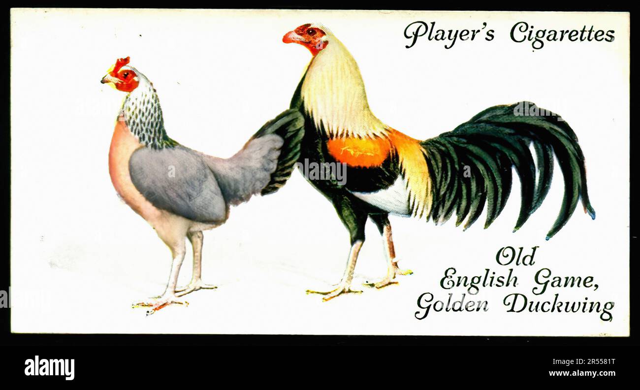 Altes Englisches Spiel, Golden Duckwing - Alte Zigarettenkarte Stockfoto