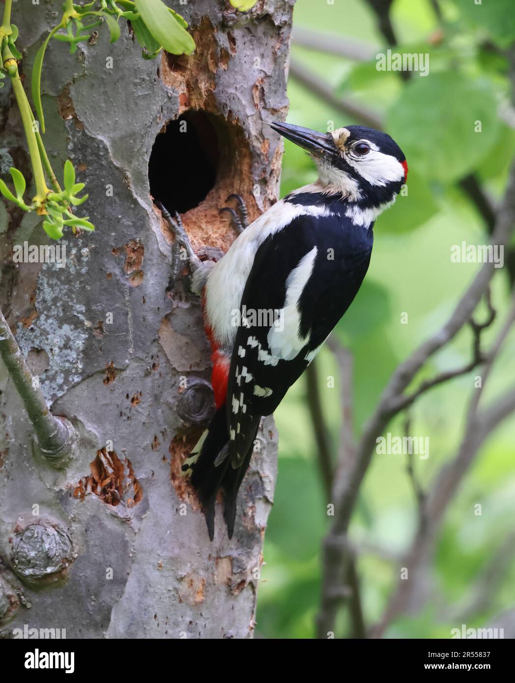 Männlich Woodpecker mit Großfleck in Gloucestershire, Großbritannien Stockfoto