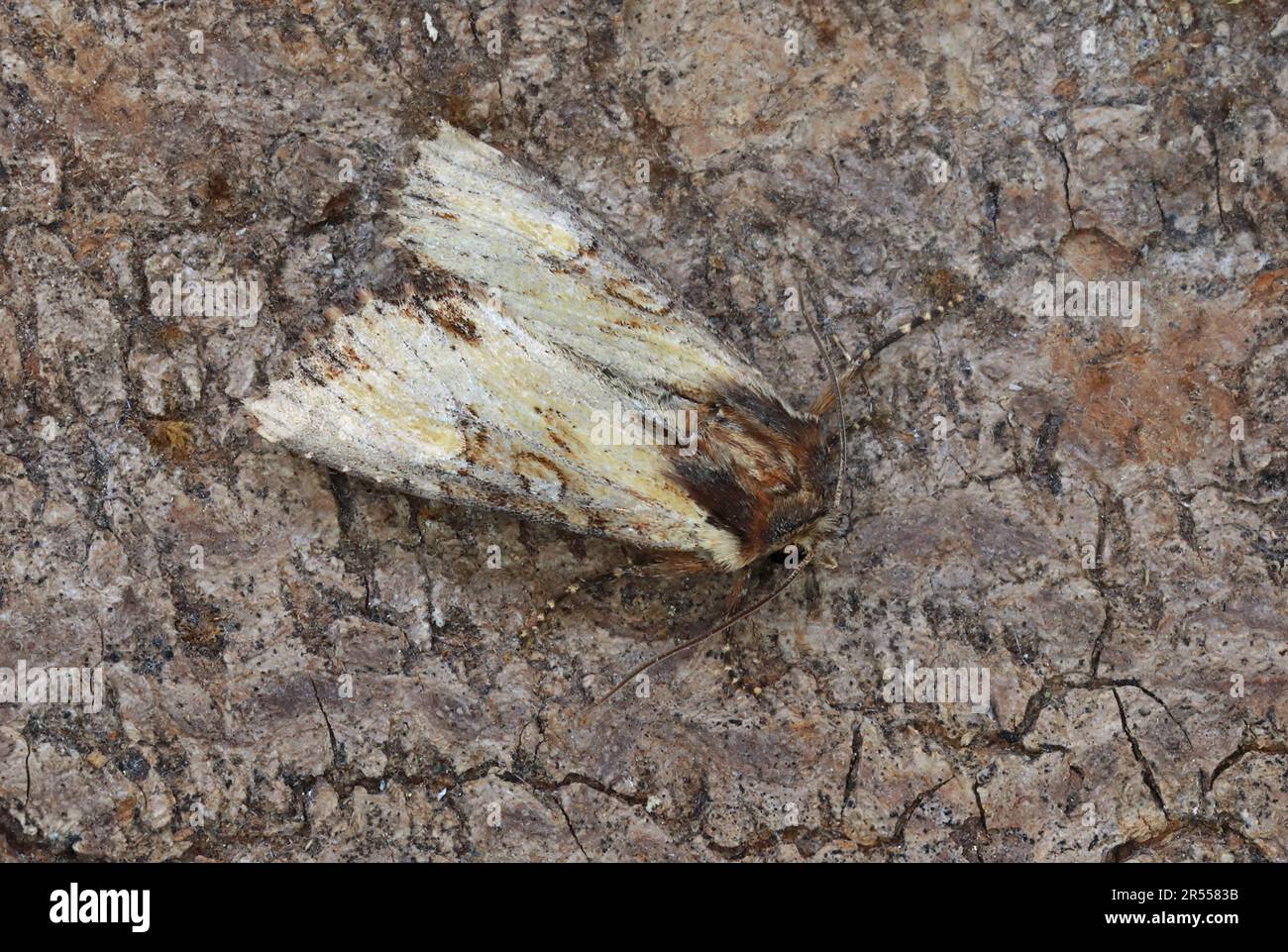 Bewölktes Brindle (Apamea crenata), Erwachsener im Ruhezustand am Baumstamm Eccles-on-Sea, Norfolk, Großbritannien Mai Stockfoto