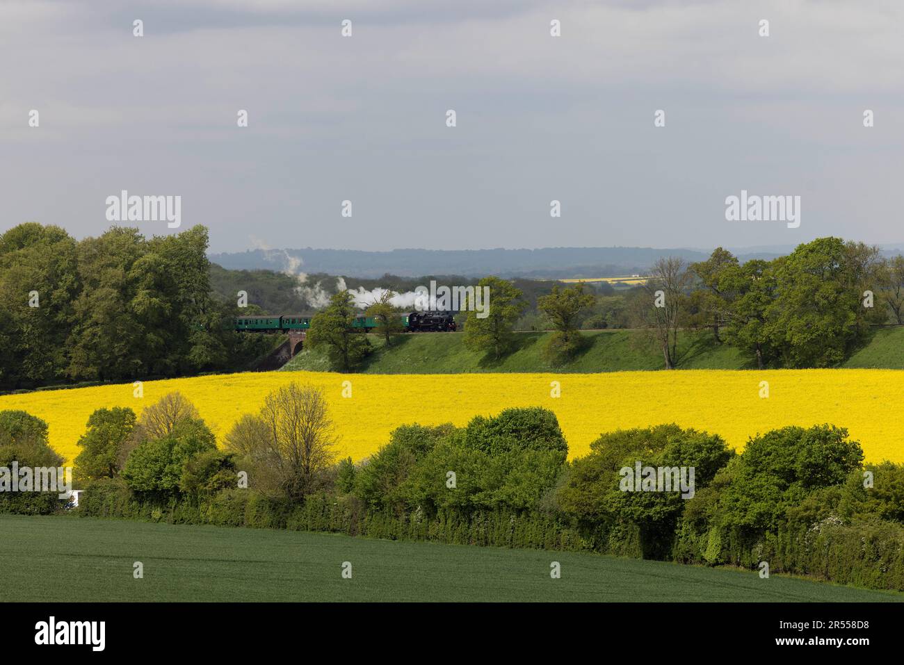 Eine Dampfeisenbahn fährt durch Felder mit Rapsöl entlang der Watercress Line in Hampshire. UK. Stockfoto