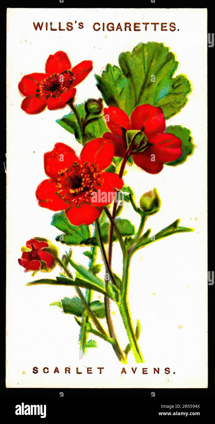 Scarlet Avens - Oldtimer-Zigarettenkarte Stockfoto