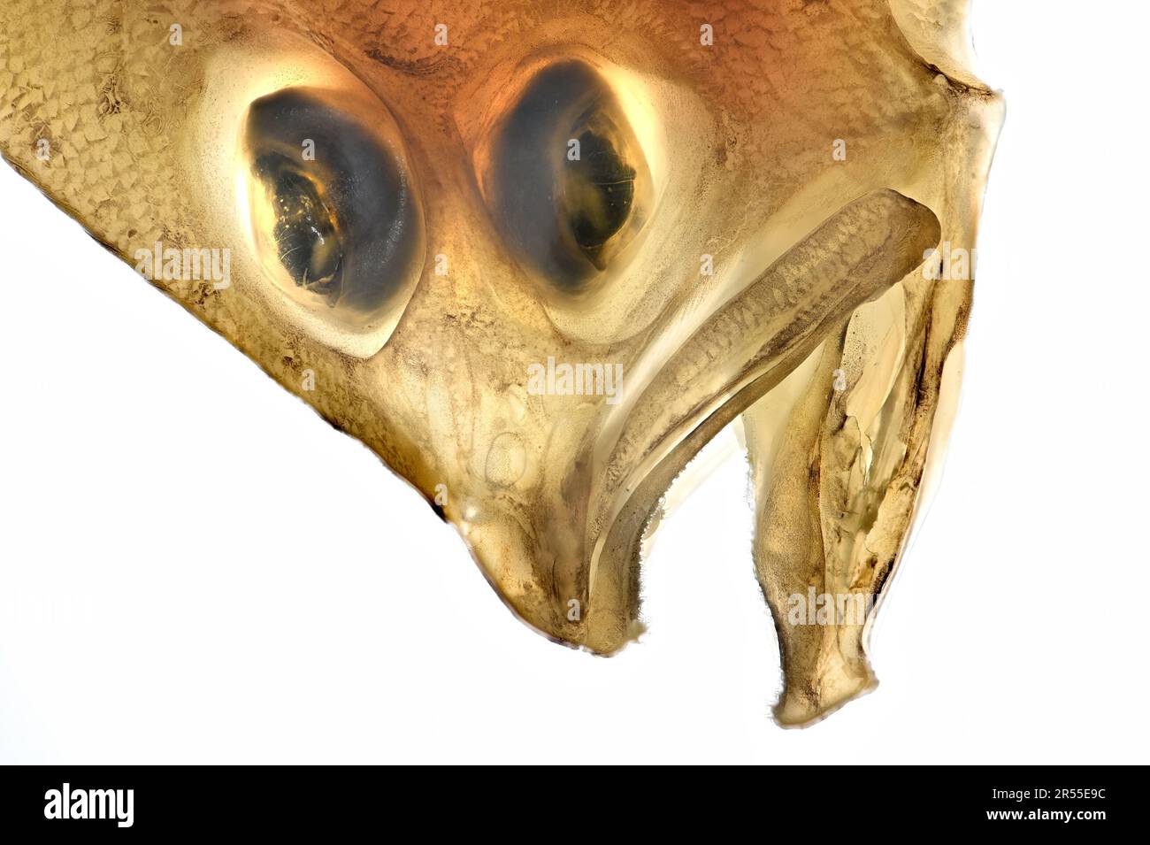 Flügelbutt / Flügelbutt / Wisch / Cornish Sole (Lepidorhombus whiffiagonis) linksäugige Plattfische - von hinten beleuchtet Stockfoto
