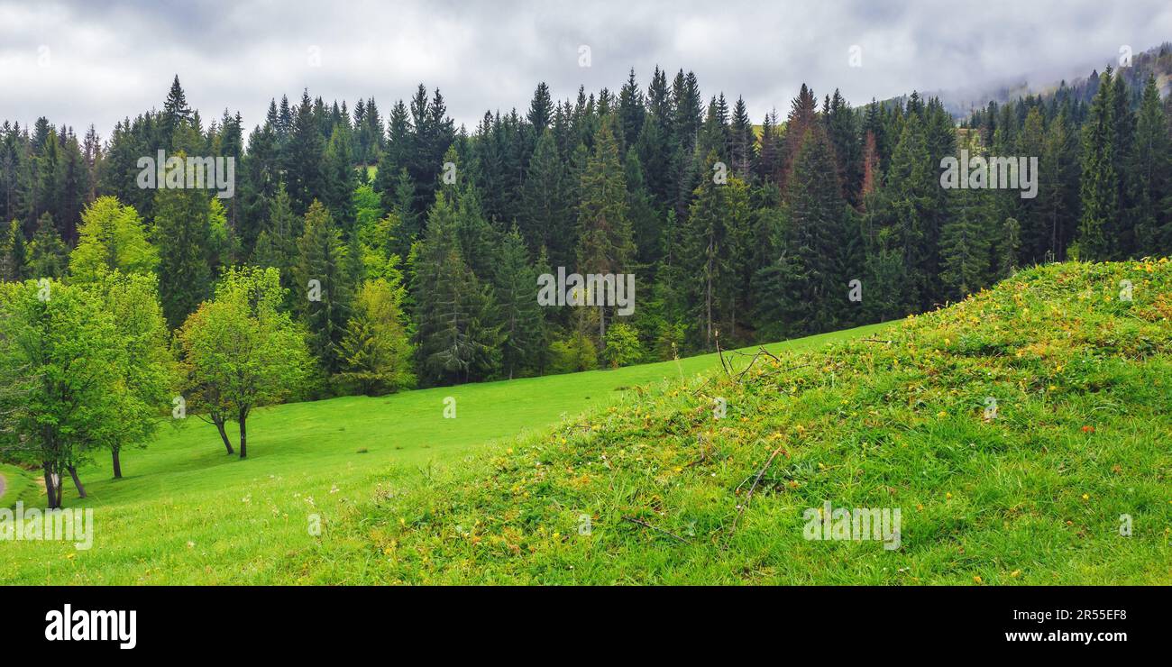 Berglandschaft mit grünem Wald. Fichten auf dem Grashügel. Nebiges Wetter mit bewölktem Himmel Stockfoto