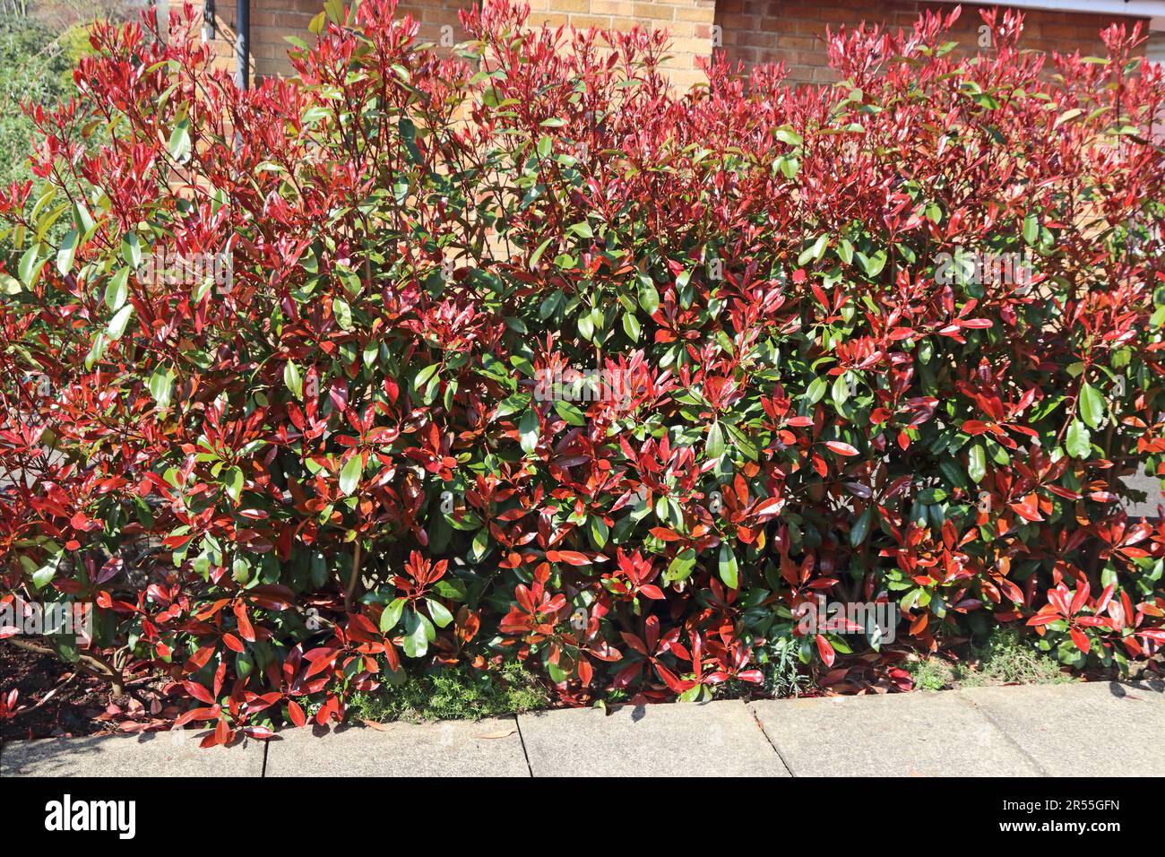 Photinia Red Robin, bildet Hecke zwischen Häusern Stockfoto