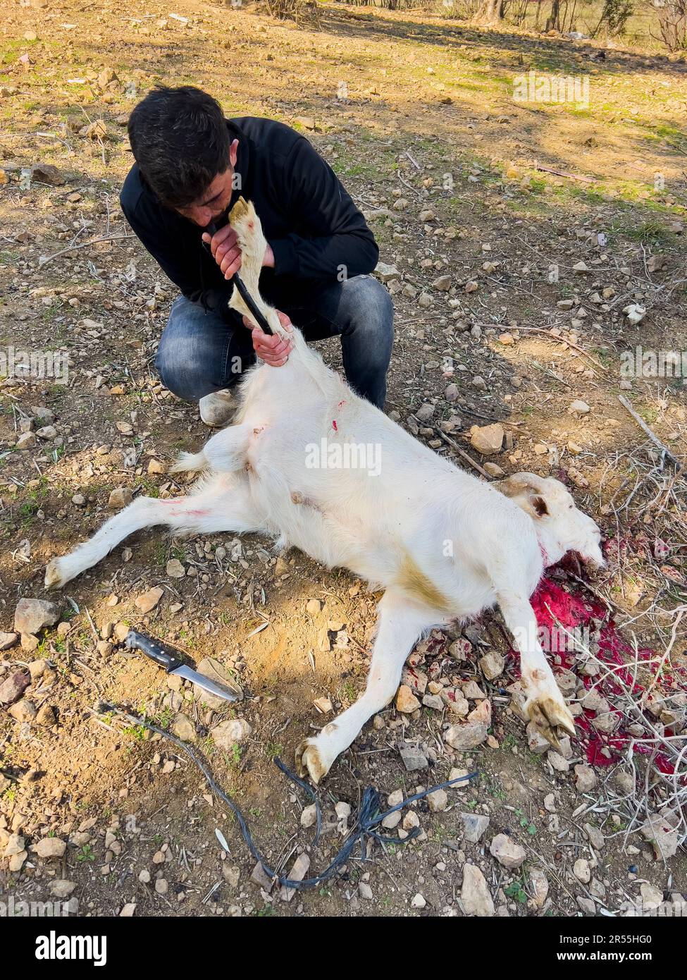 Ein Mann, der Ziege auf dem Boden opfert. Griechisches Osterfest oder islamisches Opferfest (Türkisch: Kurban Bayrami, Arabisch: Eid Al-Adha) ist eine wichtige Religion Stockfoto