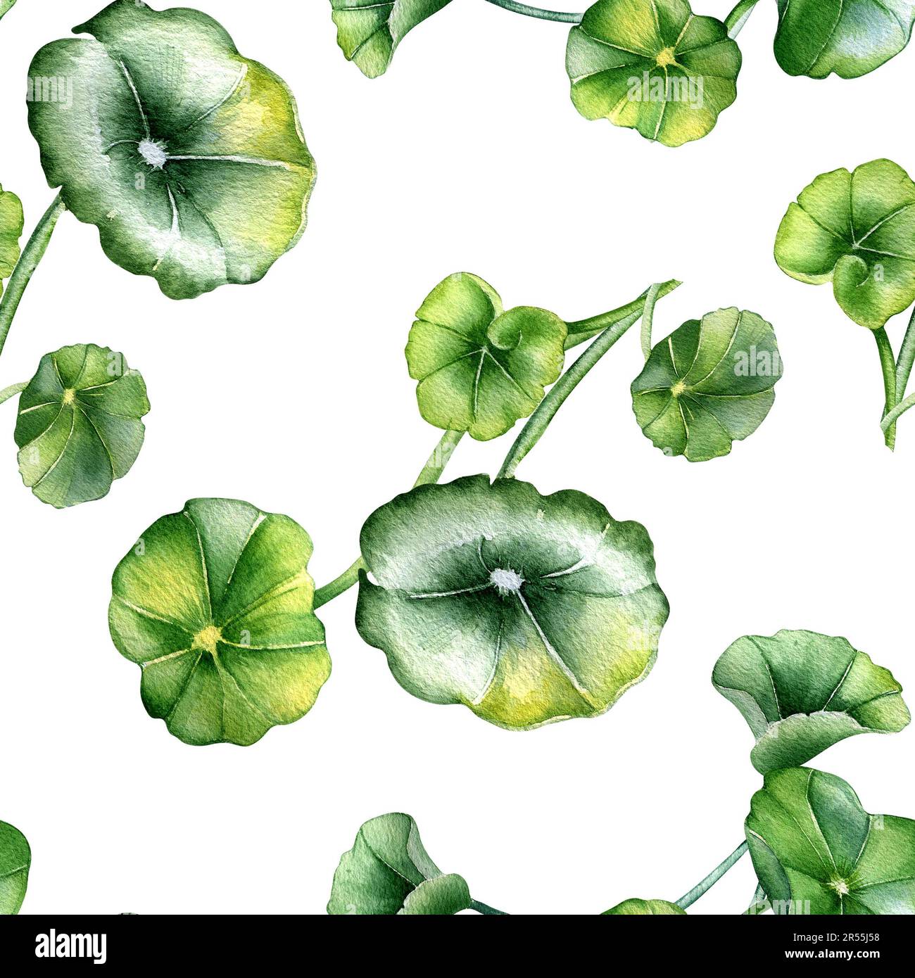 Centella asiatica, Geranium, wasserfarbenes nahtloses Muster, isoliert auf Weiß. Pennywort, gotu-Cola, abgerundete Blätter, handgezeichnete Kräuterpflanzen. Design für Stockfoto