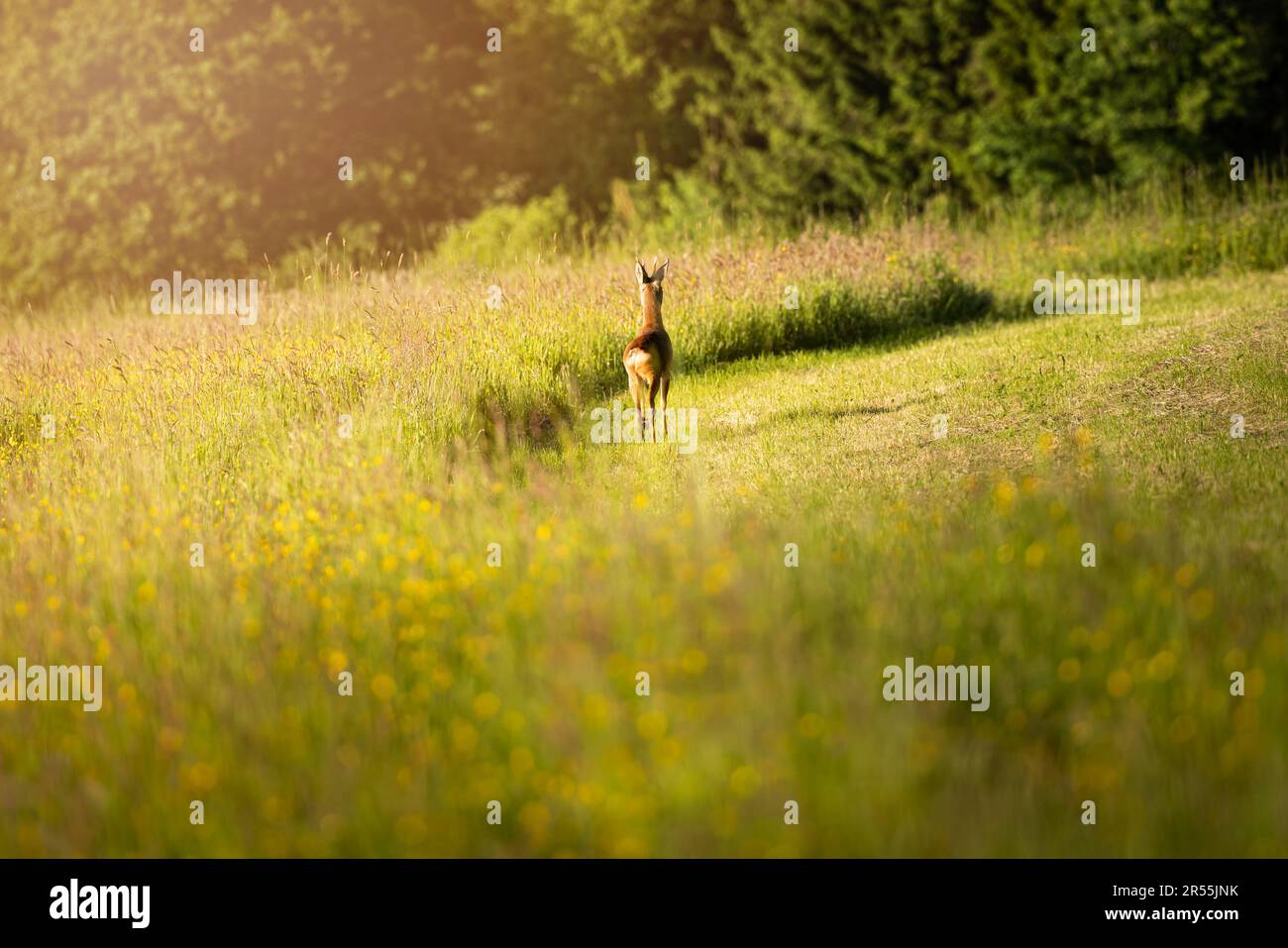 Hirsche auf einem grünen Feld mit einem Wald im Hintergrund in Deutschland, Europa Stockfoto