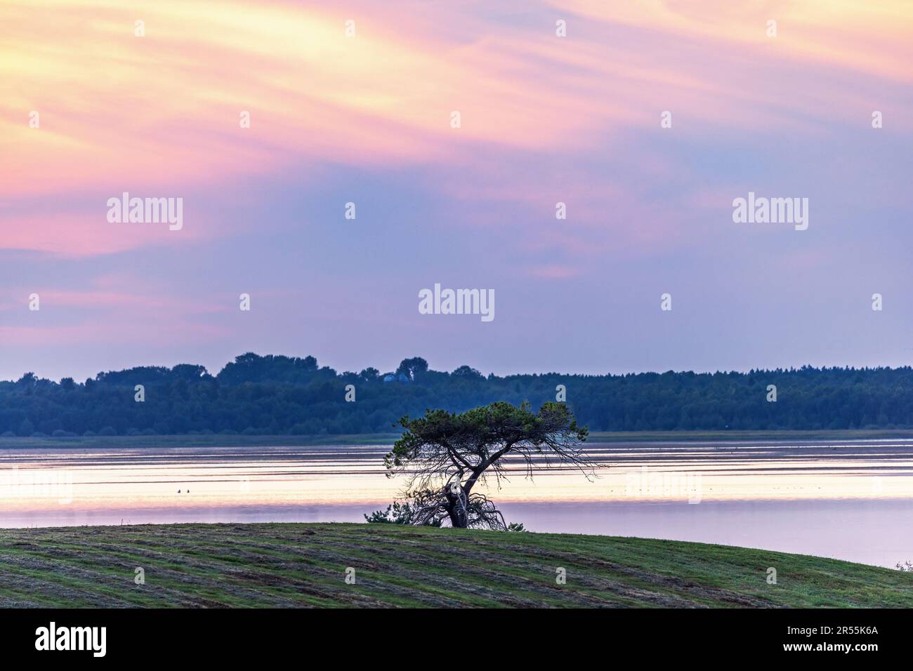 Ein Baum an einem See in der Dämmerung Stockfoto