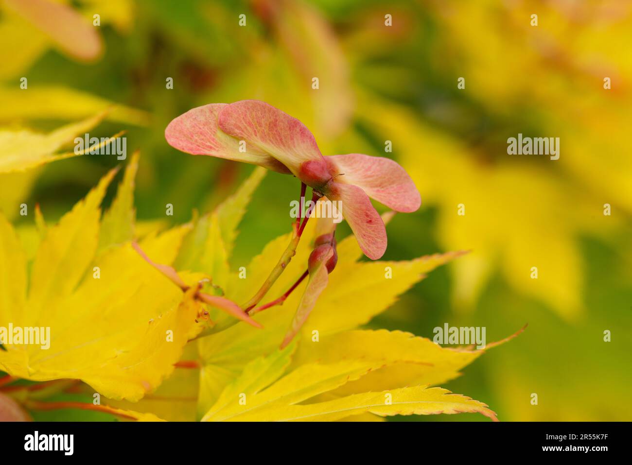 Japanischer Ahorn, Acer Palmatum, Obst Stockfoto
