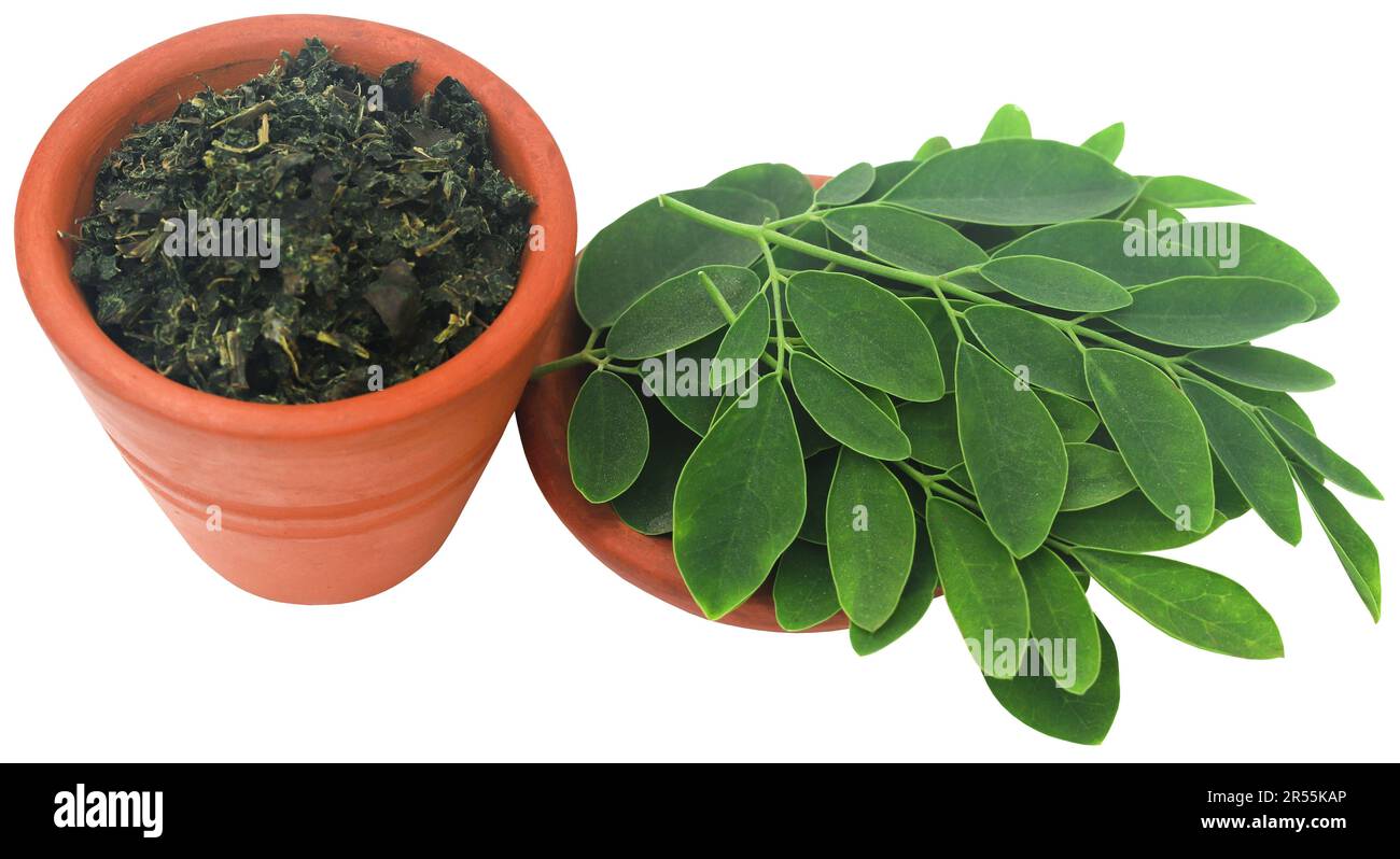 Moringa-Blätter frisch und in einer Schüssel zerstoßen Stockfoto