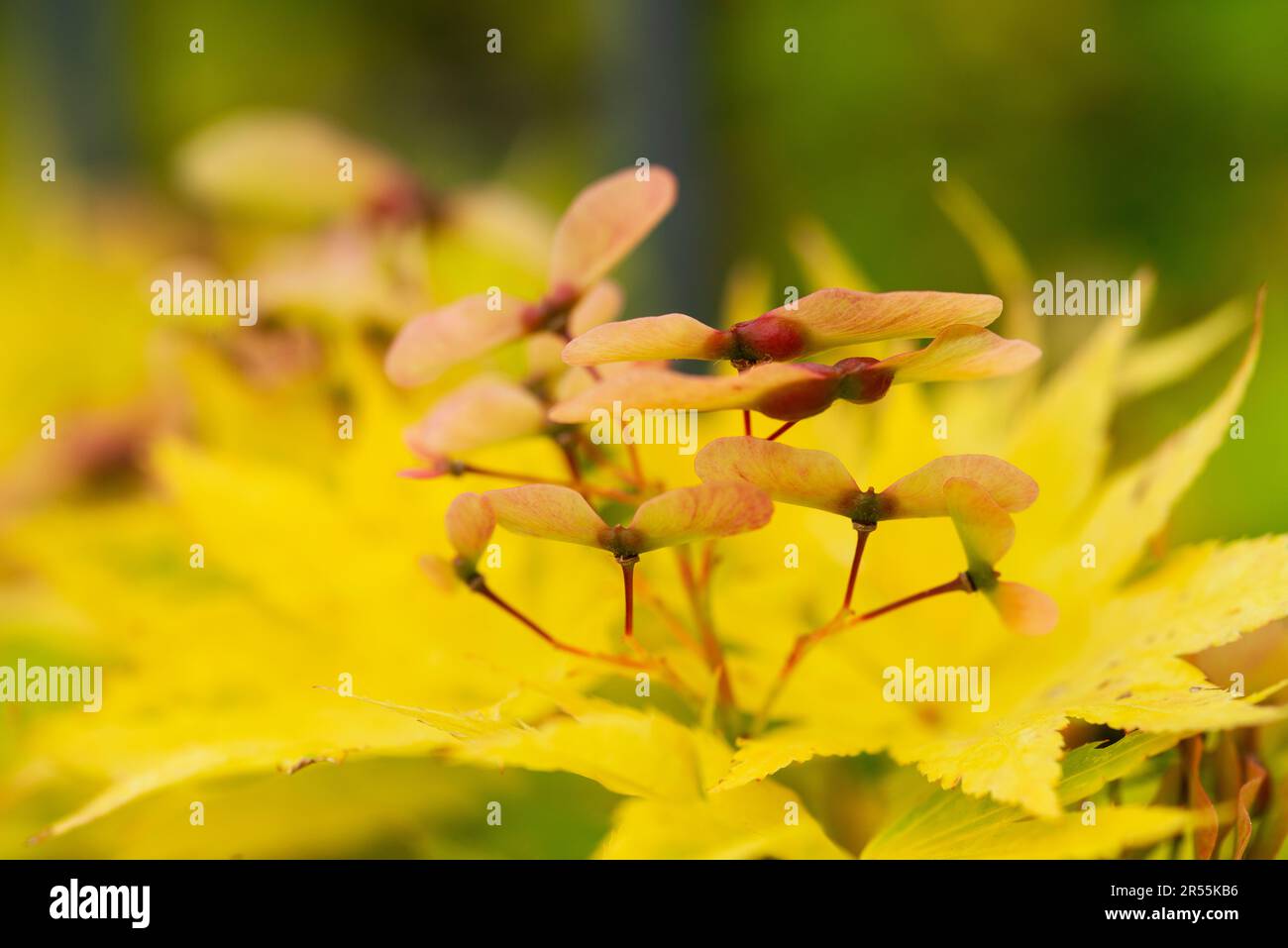 Japanischer Ahorn, Acer Palmatum, Obst Stockfoto