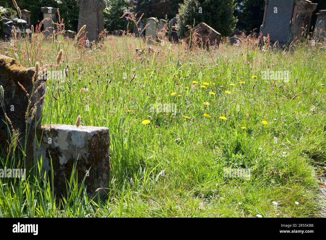 Kein Mähen auf dem Friedhof mit wilden Blumen und Gräsern. Einschließlich Habichtskraut, Gänseblümchen und Plaintain. Stockfoto