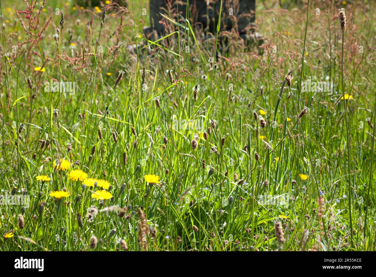 Kein Mähen auf dem Friedhof mit wilden Blumen und Gräsern. Einschließlich Habichtskraut, Gänseblümchen und Plaintain. Stockfoto