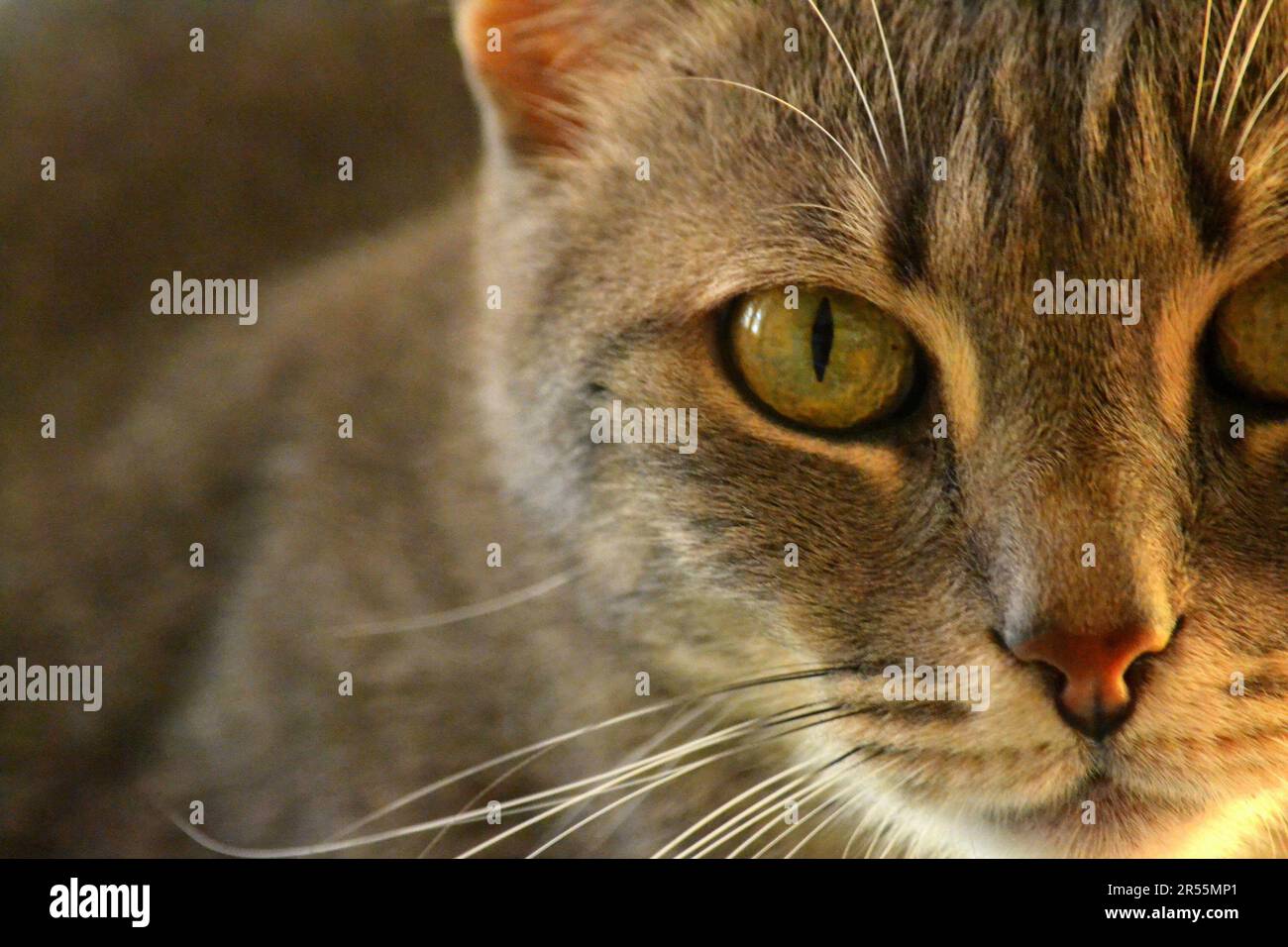 Primo Piano di gatto grigio con occhi verdi / Großaufnahme einer grauen Katze mit grünen Augen Stockfoto