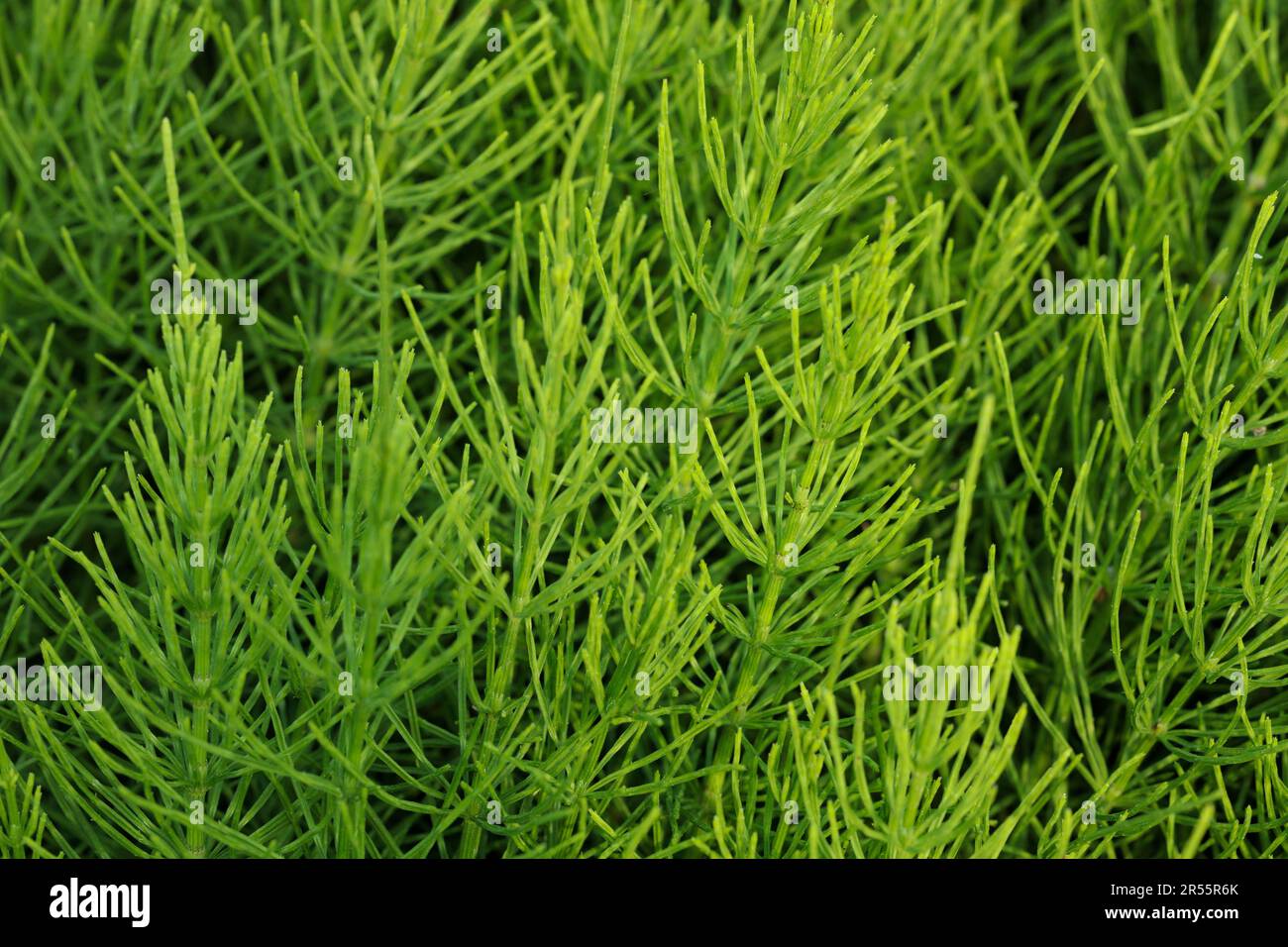 Schachtelhalm, Equisetum arvense in seinem natürlichen Lebensraum Stockfoto