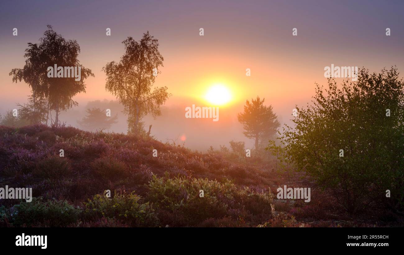 Midhurst, Großbritannien - 26. August 2022: Sunrise on Iping Common, South Downs National Park, West Sussex Stockfoto