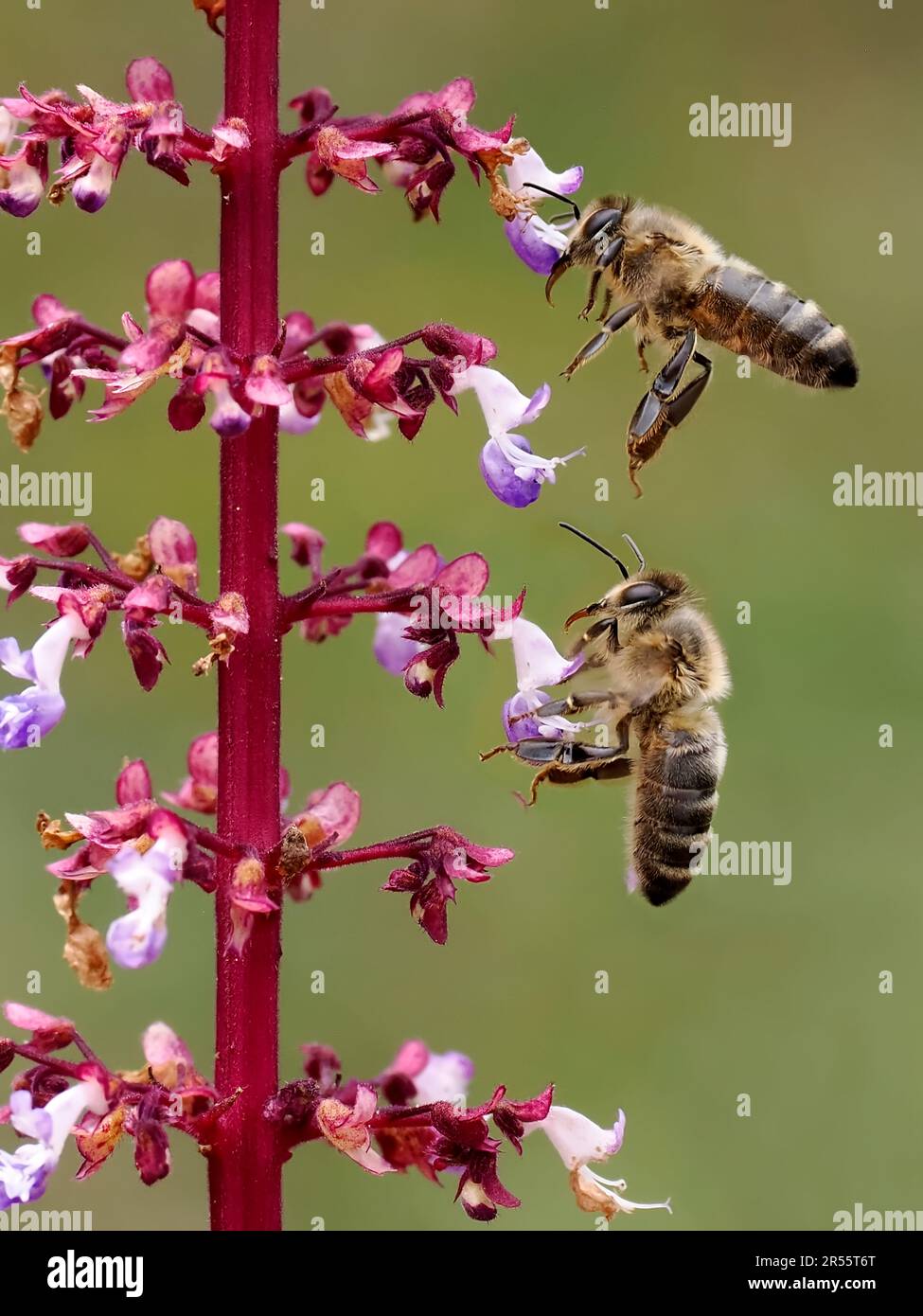 Makro zweier Bienen, die Pollen auf rosa Coleusblüten im französischen Garten sammeln Stockfoto
