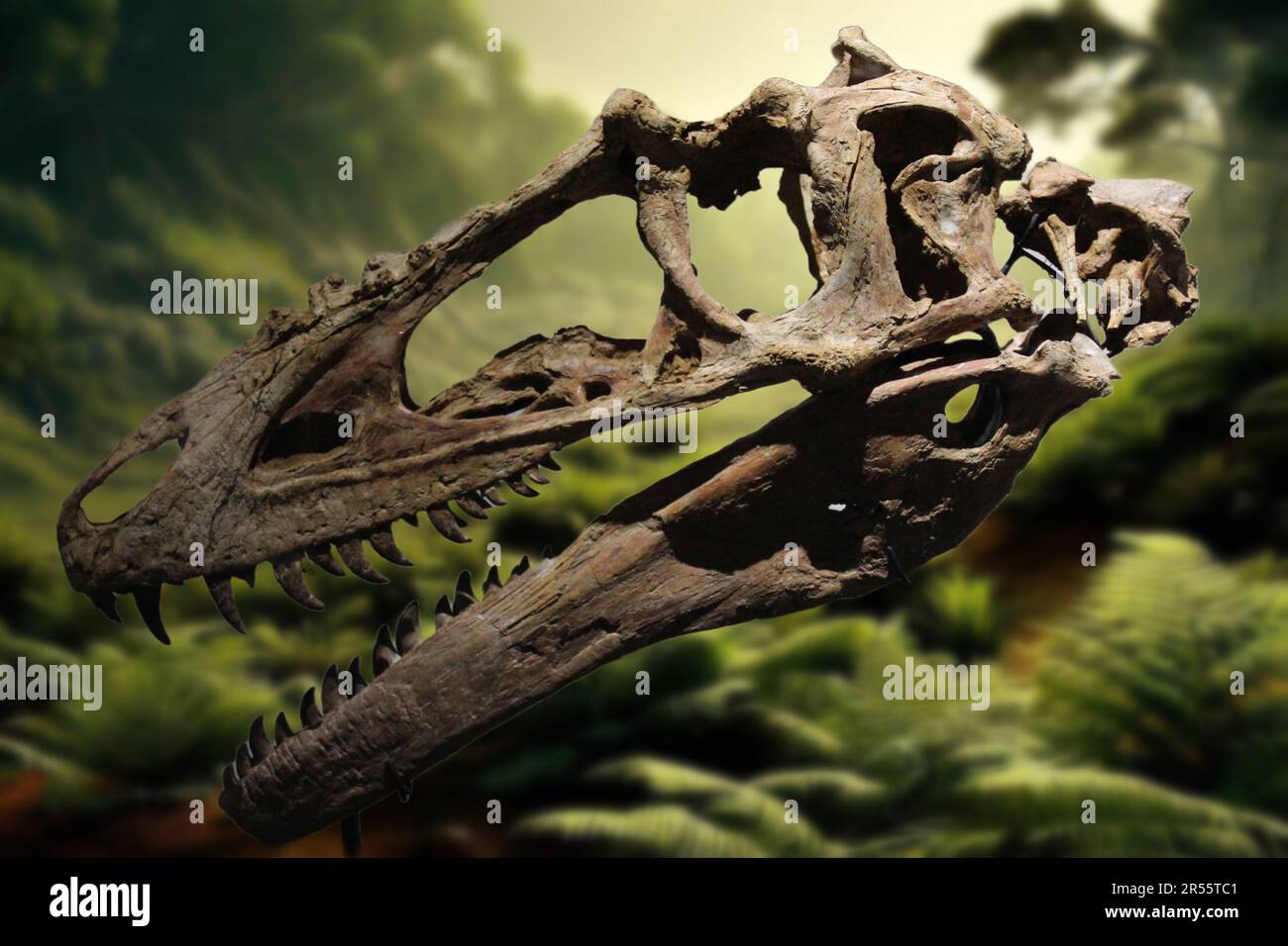 Alioramus ist eine Gattung der späten kreideförmigen Tyrannosauriden Theropod-Dinosaurier (Tyrannosaurus Rex) Stockfoto