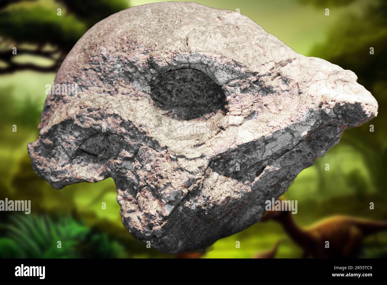 Avimimusmeaning (Vogelimitismus) ist eine Gattung des oviraptorosaurischen Theropod Dinosaurus, benannt nach seinen vogelähnlichen Merkmalen Stockfoto