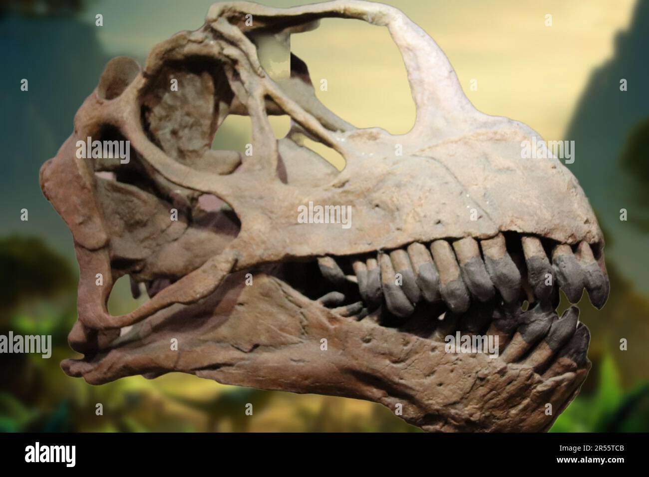 Camarasaurus ist eine ausgestorbene Gattung von Camarasaurid sauropod Dinosaurier, die vor etwa 155 bis 145 Millionen Jahren im späten Jurassic lebte. Stockfoto