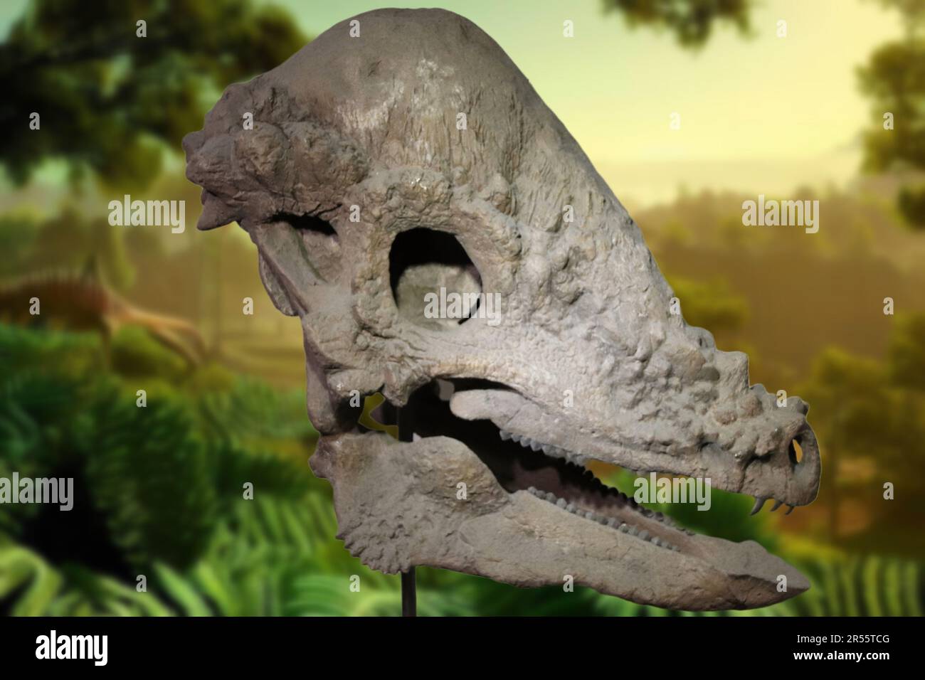 Pachycephalosaurus (Dickkopfechse) ist eine Dinosaurierart, die in Nordamerika lebte Stockfoto