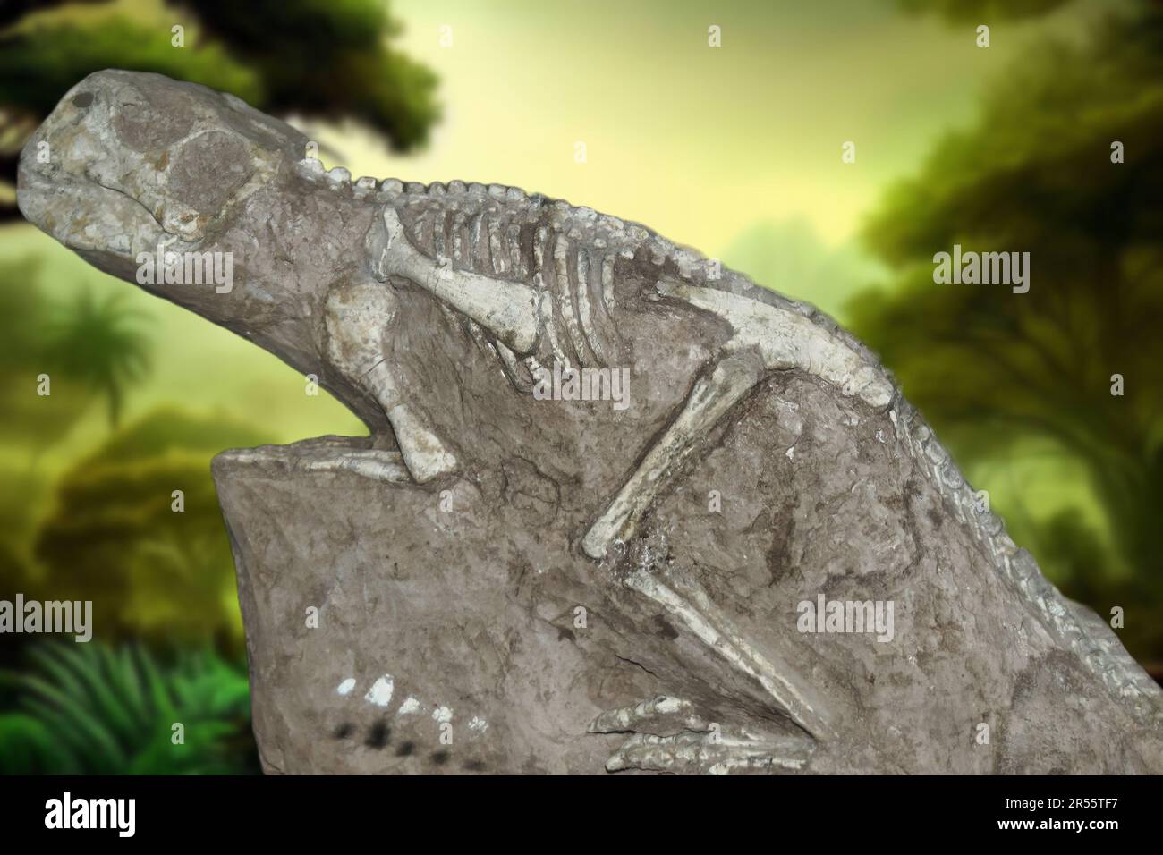 Psittacosaurus Skelett Stockfoto