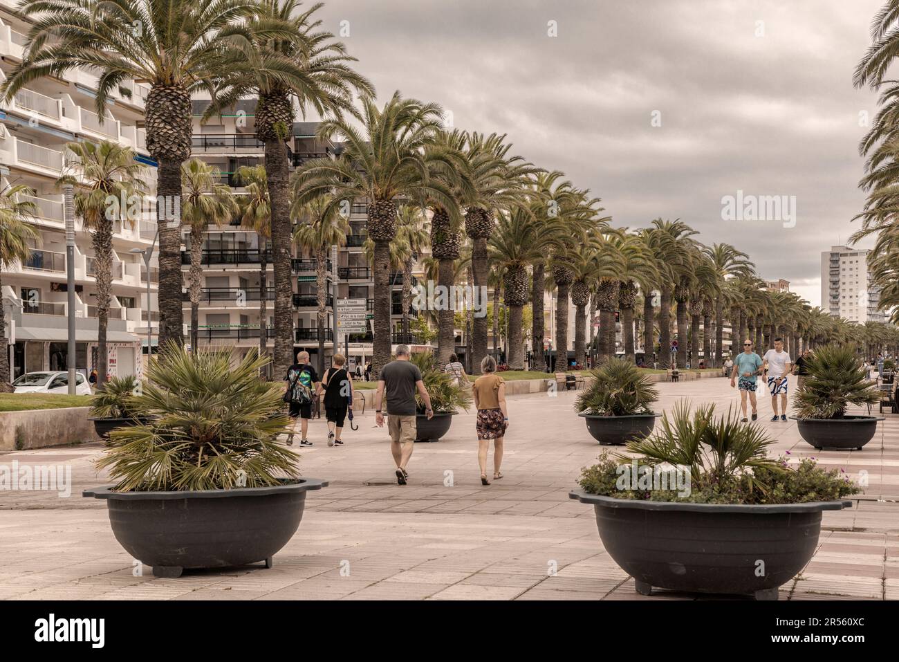 Palmen an der Promenade von Jaime I dem Conquistador in der Stadt Salou, Costa Daurada, Provinz Tarragona, Katalonien, Spanien Stockfoto