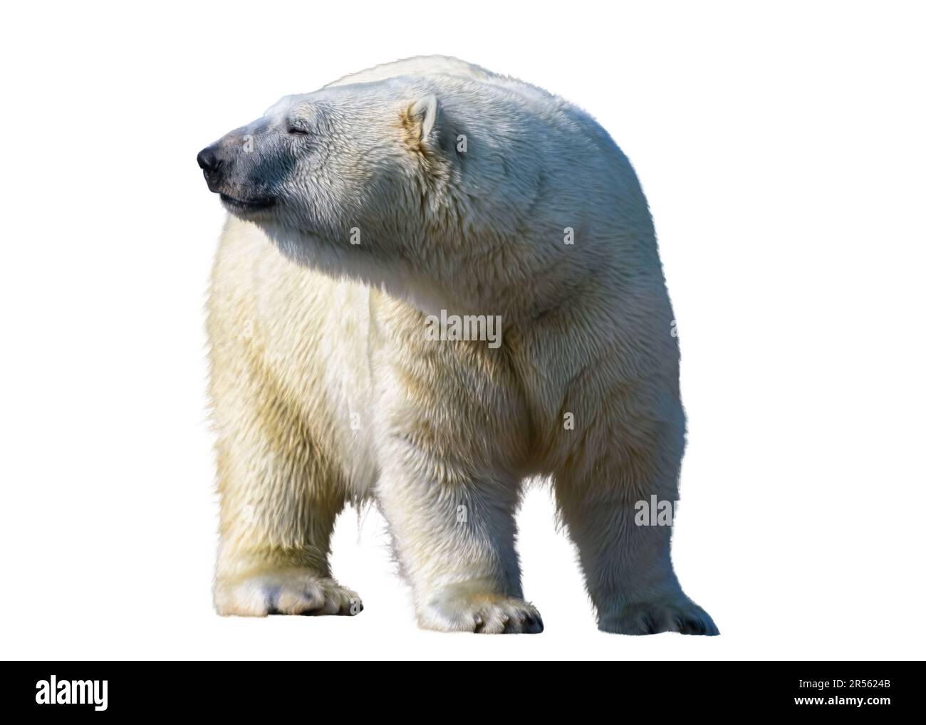 Eisbärentier Stockfoto