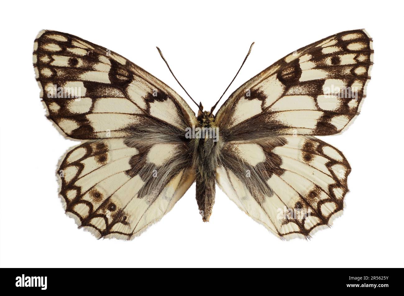 Esper Schachbrettfalter Schmetterling (Melanargia Russiae) isoliert auf weißem Hintergrund Stockfoto