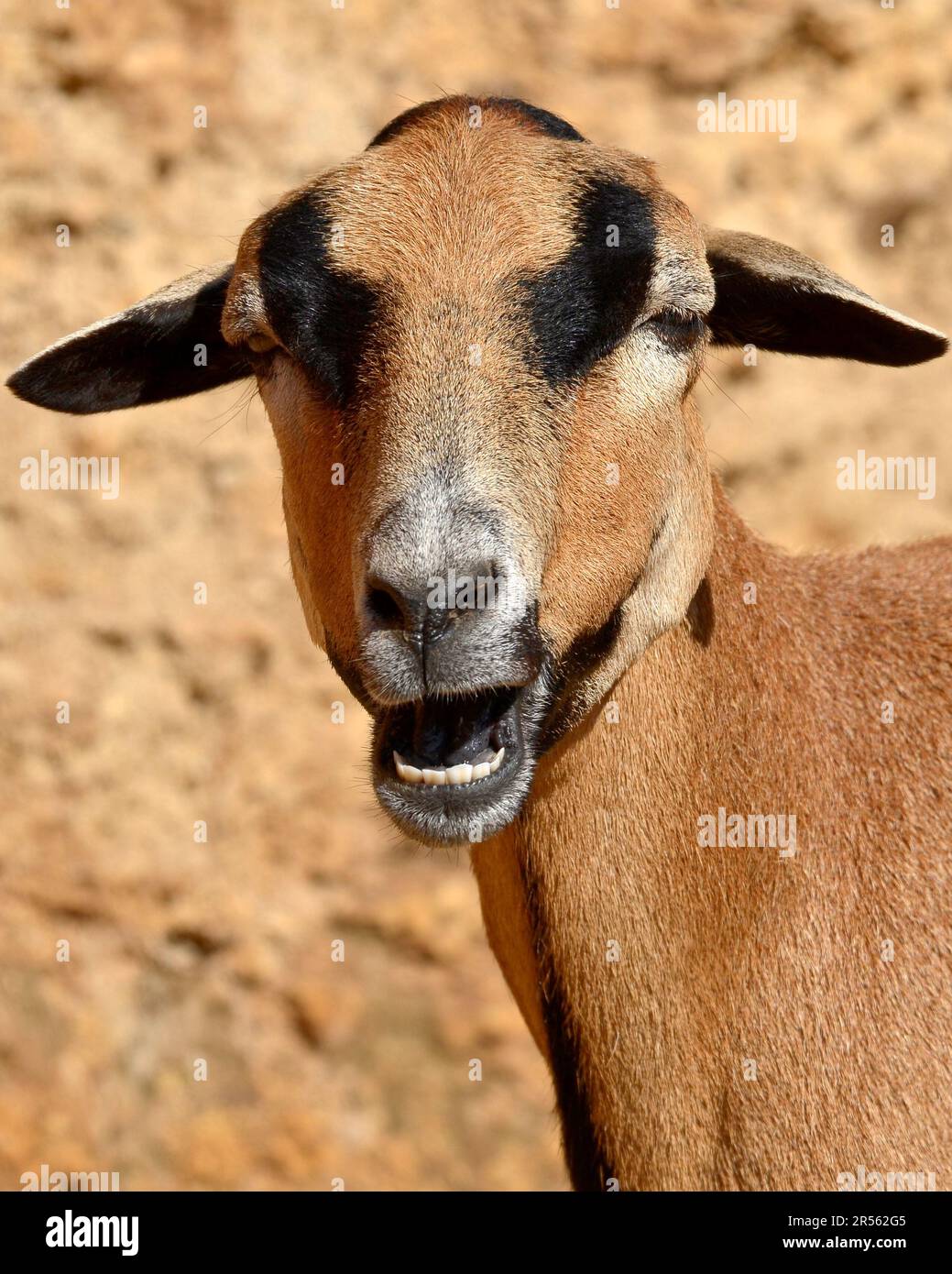 Porträt eines braunen Schafes von Kamerun Ovis aries, offener Mund mit deutlich sichtbaren Zähnen Stockfoto