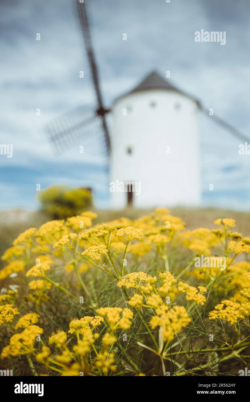 Blumen, die vor einer traditionellen weiß getünchten Windmühle wachsen, die Windmühlen von Don Quijote (Molinos de Viento de Consuegra) Consuegra, Toledo, Castilla la Mancha, Spanien Stockfoto