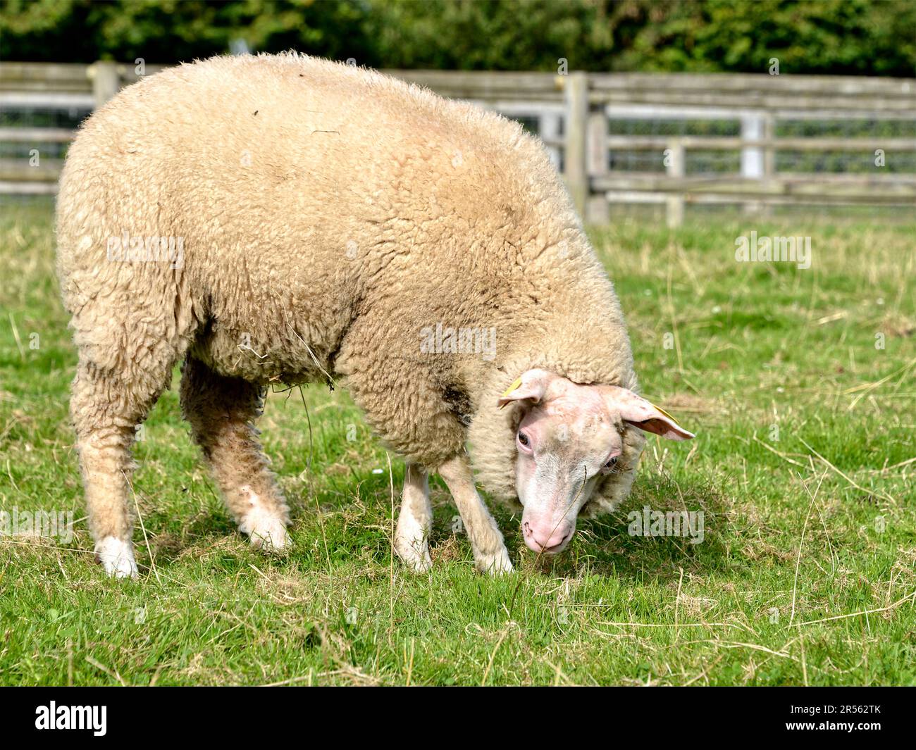 Schafe (Ovis aries) Profilansicht auf französischer Weide Stockfoto