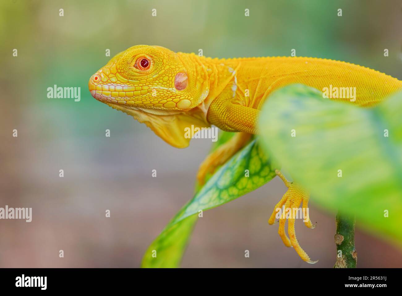 Nahaufnahme eines Albino-Leguans auf einem Ast, Indonesien Stockfoto