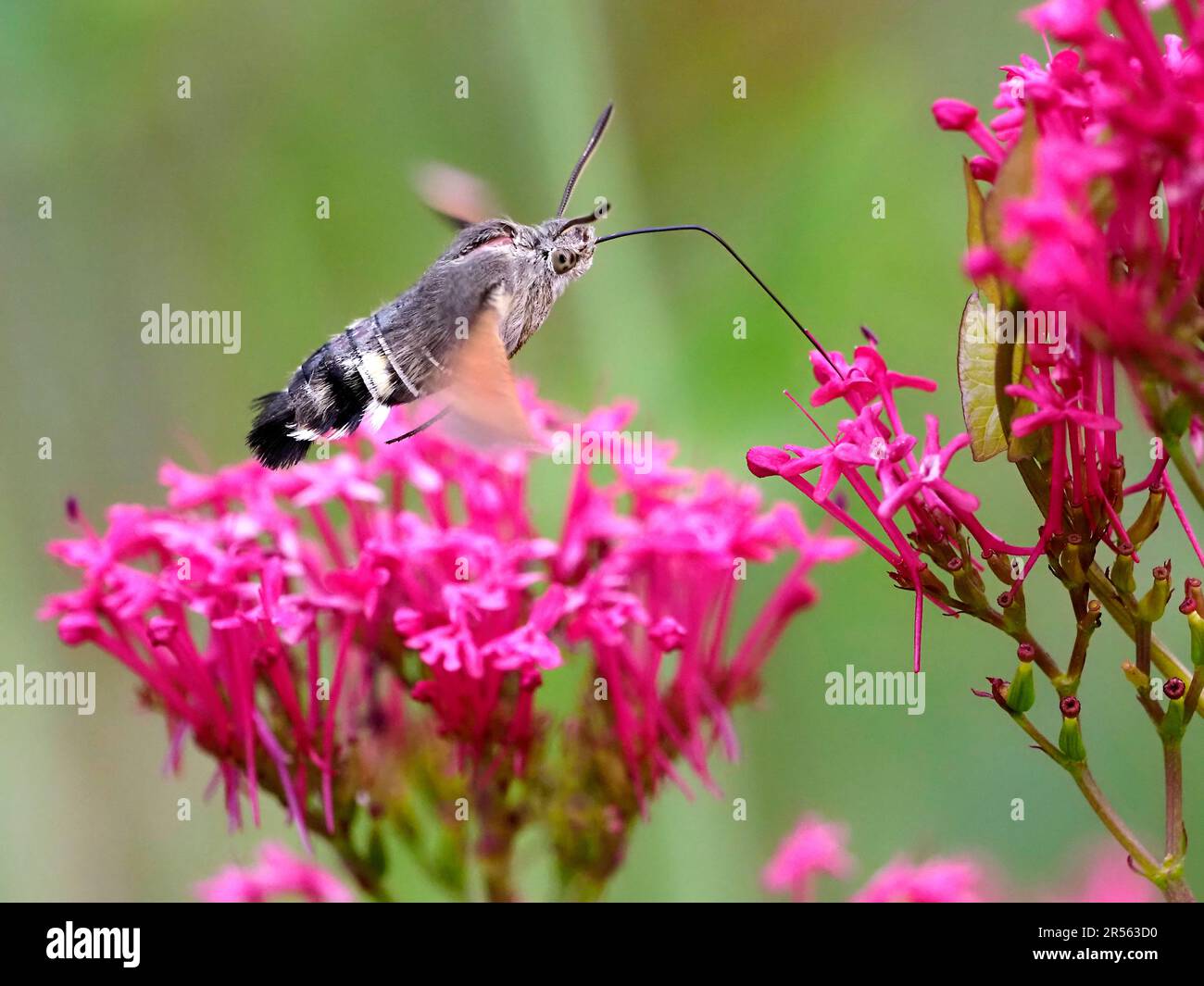 Nahaufnahme des Kolibri-Falkenmotten-Schmetterlings (Macroglossum stellatarum) Fütterung von roten Baldrianblüten (Centranthus ruber) im Flug. Stockfoto