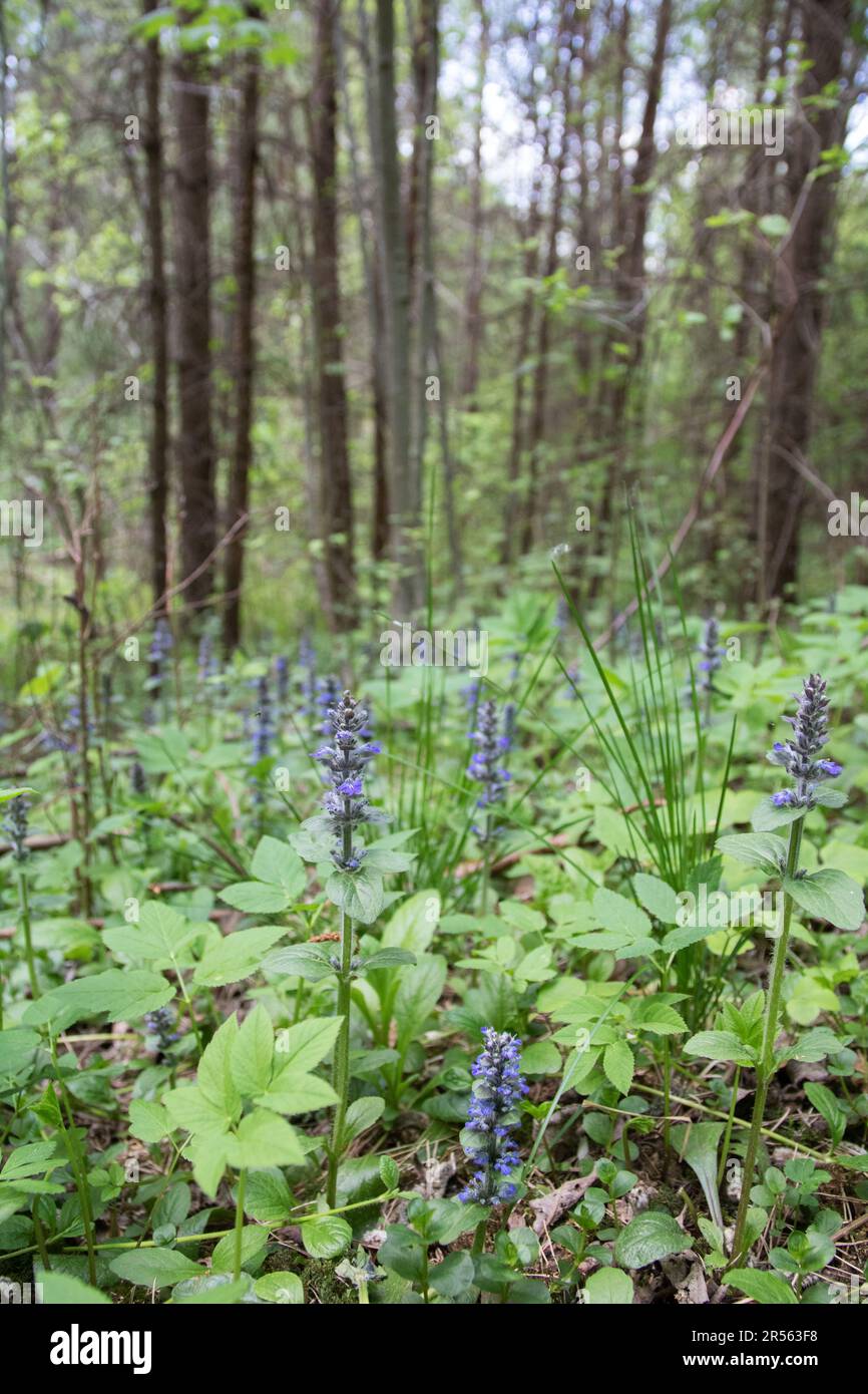 Violette Blütenblüten, ajuga-Reptans im Wald Stockfoto