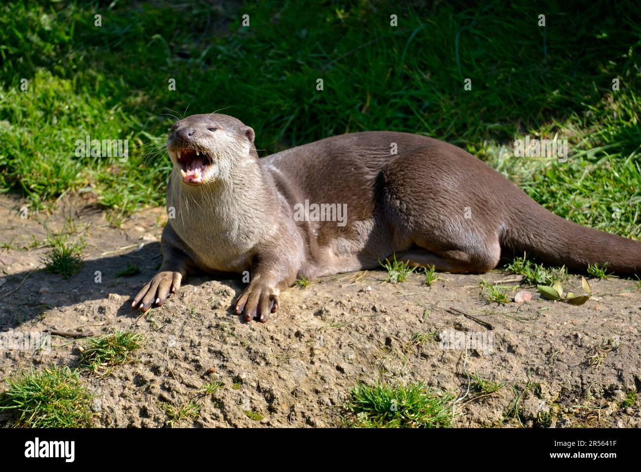 Glatt beschichtete Otter (Lutrogale perspicillata), die mit offenem Mund und deutlich sichtbaren Zähnen auf dem Boden liegen Stockfoto
