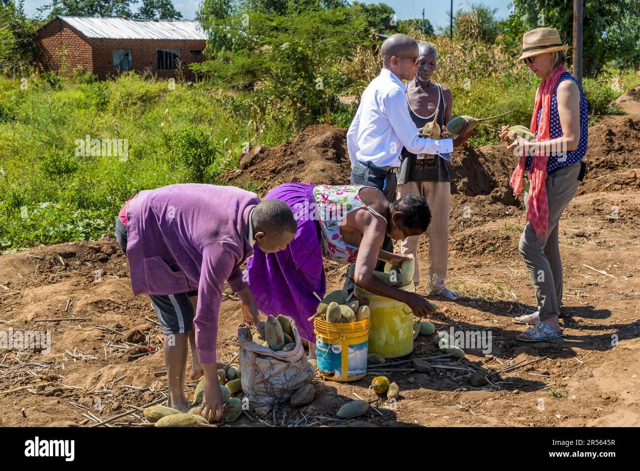 Ich verkaufe Baobab-Früchte am Straßenrand. Die Früchte, Samen und das daraus hergestellte Pulver werden auf den lokalen Märkten verkauft. Bobab Fruit Street Sale in Masangi, Malawi Stockfoto