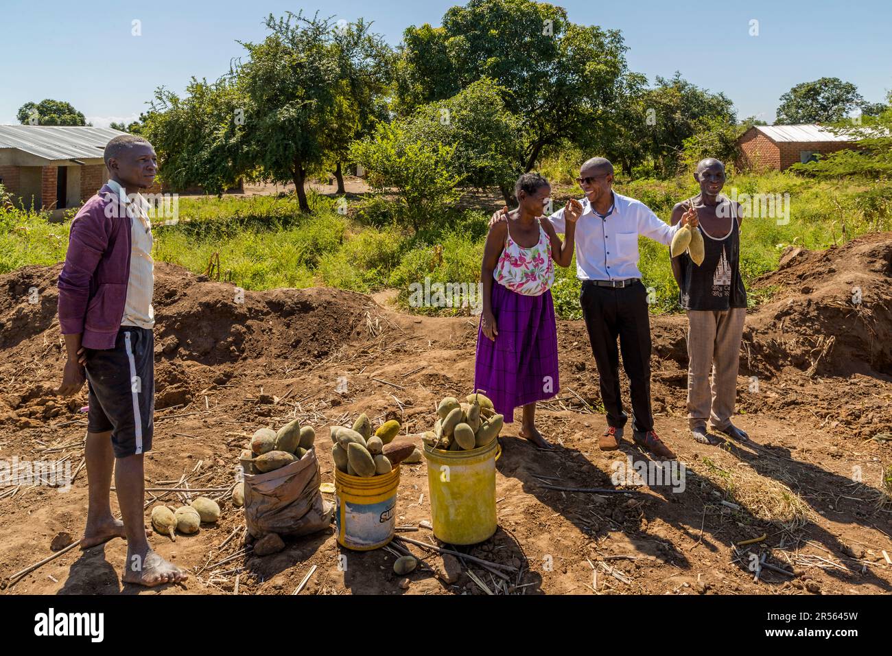 Die Früchte und Samen des Baobab-Baumes haben starke gesundheitliche Vorteile und werden traditionell verwendet, um Krankheiten zu behandeln, Fieber zu reduzieren und das Immunsystem zu stimulieren. Obst am Straßenrand in Masangi, Malawi Stockfoto